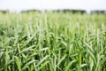 Green spikelets of wheat on the agricultural field, green unripe cereals. Beautiful green wheat ears growing in field, rural scene Royalty Free Stock Photo