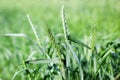 Green spikelets of wheat on the agricultural field, green unripe cereals. Beautiful green wheat ears growing in field, rural scene Royalty Free Stock Photo