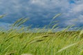 Green spikelets of wheat in the field under the blue cloudy sky in the village Royalty Free Stock Photo