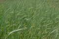 Green spikelets of wheat in the field under the cloudy sky in the village Royalty Free Stock Photo