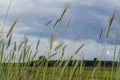 Green spikelets of wheat in the field under the dark cloudy sky in the village Royalty Free Stock Photo