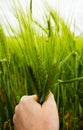 Green spikelets of wheat in the hand