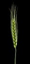 Green spikelets of wheat isolated on a black background