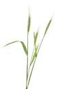 Green spikelets of wheat isolated on white background