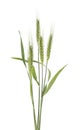 Green spikelets of wheat isolated on white background