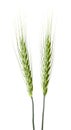 Green spikelets of wheat isolated on white background Royalty Free Stock Photo