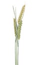 Green spikelets of wheat isolated on white background Royalty Free Stock Photo