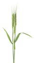 Green spikelets of wheat isolated on white background Royalty Free Stock Photo