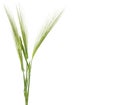Green spikelets of wheat isolated on white background, with space for text Royalty Free Stock Photo