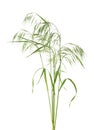 Green spikelets of wild oats isolated on white background Royalty Free Stock Photo