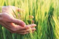 Green spikelets in the woman palms against the background of a field in the rays of the setting sun .