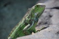 Green Spikes Down the Back of an Iguana Royalty Free Stock Photo