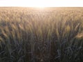 Green wheat, wheat field at sunset Royalty Free Stock Photo