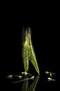 Green spikes of wheat. Royalty Free Stock Photo