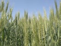 Green spikes of wheat on sky background Royalty Free Stock Photo