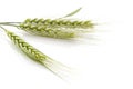 Green spikes of wheat. Royalty Free Stock Photo