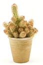 Green spikey cactus Royalty Free Stock Photo