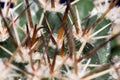 Green spikey cactus Royalty Free Stock Photo