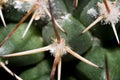 Green spikey cactus Royalty Free Stock Photo