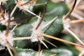 Green spikey cactus Royalty Free Stock Photo