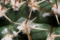 Green spikey cactus Royalty Free Stock Photo