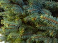 Green spiky branches of spruce. The smell of Christmas in your home.