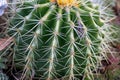 Green spiky cactus with long thorns is perfectly protected and adapted to deserts and dry areas due to succulent water reservoirs