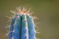 Green spiky cactus with long thorns is perfectly protected and adapted to deserts and dry areas due to succulent water reservoirs