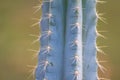 Green spiky cactus with long thorns is perfectly protected and adapted to deserts and dry areas due to succulent water reservoirs