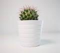 Green spiky cactus plant in a white pot on a white background