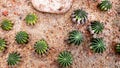 Green Spiky Cactus with Rock in the Sand viewed from Top Royalty Free Stock Photo