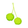 Green Spiky Capsule Shell with Chestnut Fruit Hanging on Stem Vector Illustration Royalty Free Stock Photo