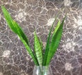 Green Spiky Leaves in Vase