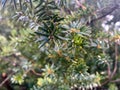 dew drop with reflection of a fir tree Royalty Free Stock Photo