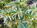 subalpine fir tree with brown berries background in winter Royalty Free Stock Photo