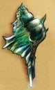 Green Spiky Sea Shell Sketch