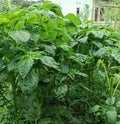 green spinach cultivation Royalty Free Stock Photo