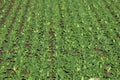 Green spinach field. Royalty Free Stock Photo