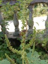 A green amaranth flower infested with two small insects