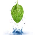 Green spinach leaf with water drops and splash