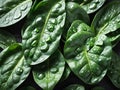 green spinach leaves of fresh water drops Royalty Free Stock Photo