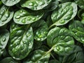 green spinach leaves of fresh water drops Royalty Free Stock Photo