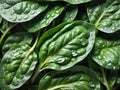 green spinach leaves of fresh water drops Royalty Free Stock Photo