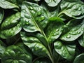 green spinach leaves of fresh water drops Royalty Free Stock Photo