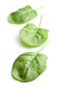 Green spinach leaves Royalty Free Stock Photo