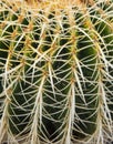 Green prickly Cactus
