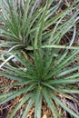 Green and spiny aloe vera plant Royalty Free Stock Photo