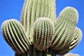 Cactus, Maricopa County, Rio Verde, Arizona