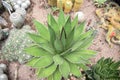 GREEN AND SPINY CACTUS SUCCULENT BOTANICAL PLANT GARDEN. MEXICAN DESERT Royalty Free Stock Photo