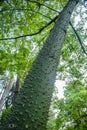 a green spiny floret silk tree \